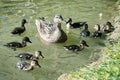 Wild Mallard duck with youngs Ã¢â¬â Anas platyrhynchos in the water, beauty in nature Royalty Free Stock Photo